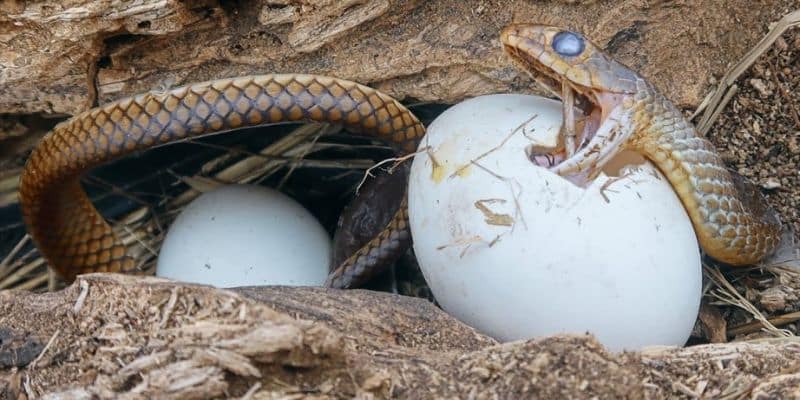 Nằm mơ thấy rắn đánh số gì nếu nó đang đẻ trứng?