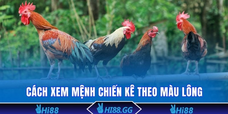 Cách xem mệnh chiến kê theo màu lông