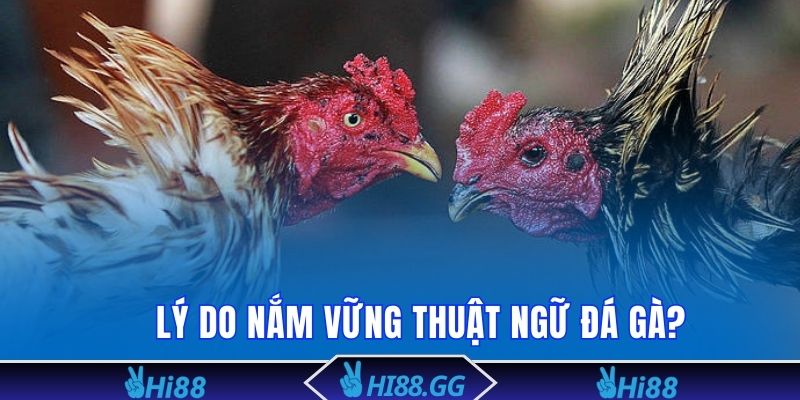 Lý do cần nắm vững các thuật ngữ đá gà?