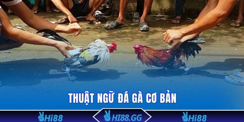 Thuật ngữ đá gà cơ bản cần nắm vững