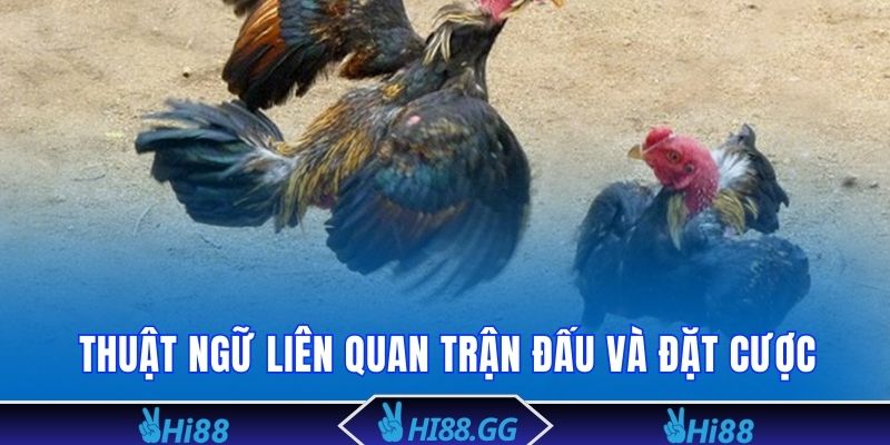 Thuật ngữ đá gà cơ bản cần nắm vững