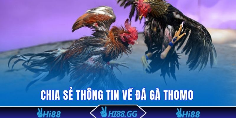 Trận đấu Đá gà Thomo có tính chất gay cấn và quy mô hoành tráng